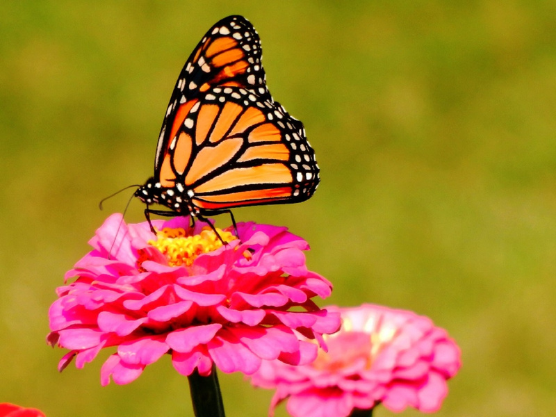 Monarch butterfly